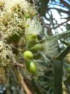 Eucalyptus viridis