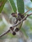 Eucalyptus viridis