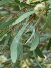 Eucalyptus viridis