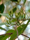 Eucalyptus wandoo