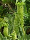 Eucomis pallidiflora pole-evansii