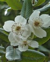 Eucryphia cordifolia