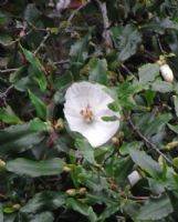 Eucryphia intermedia