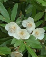 Eucryphia moorei