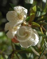 Eucryphia wilkiei