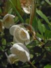 Eucryphia wilkiei