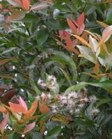 Syzygium campanulatum