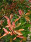 Syzygium campanulatum