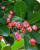 Euonymus japonicus