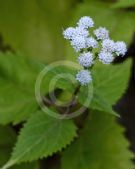 Ageratina altissima