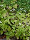 Ageratina altissima