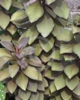 Euphorbia bicompacta rubra