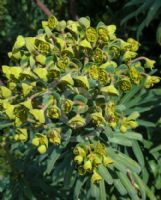 Euphorbia characias characias