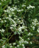 Euphorbia corollata