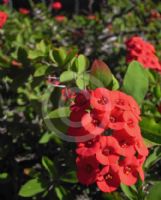 Euphorbia milii splendens