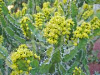 Euphorbia pseudocactus