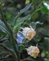 Eupomatia laurina