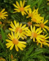 Euryops chrysanthemoides