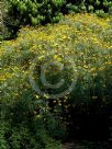 Euryops pectinatus