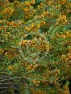 Eutaxia myrtifolia