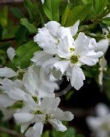 Exochorda racemosa