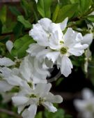 Exochorda racemosa