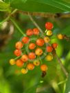 Fagraea fragrans