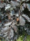 Fagus sylvatica Atropurpurea Group