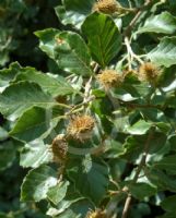 Fagus sylvatica