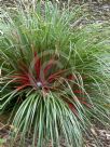 Fascicularia bicolor