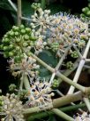 Fatsia japonica