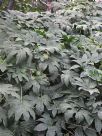 Fatsia japonica