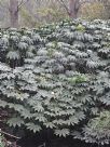 Fatsia japonica