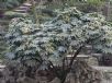 Fatsia japonica