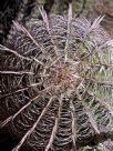 Ferocactus cylindraceus