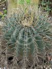 Ferocactus glaucescens