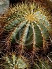 Ferocactus glaucescens