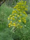 Ferula communis communis