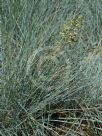 Festuca glauca Elijah Blue