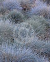 Festuca glauca