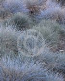 Festuca glauca