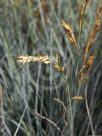 Festuca glauca