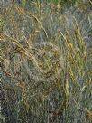 Festuca glauca