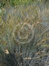 Festuca glauca