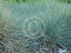 Festuca glauca