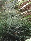 Festuca glauca