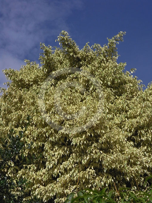 Ficus benjamina Variegata | Variegated Weeping Fig ...