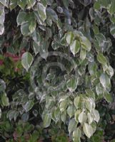 Ficus benjamina Variegata | Variegated Weeping Fig ...