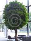 Ficus binnendijkii