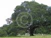 Ficus rubiginosa